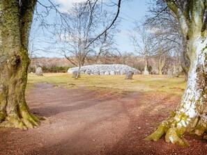 Tree, Branch, Leaf, Rock, Twig, Trunk, Woody Plant, Pasture, Woodland