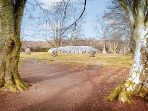 Arbre, Branche, Feuille, Roche, Brindille, Tronc, Suppression Des Plantes Ligneuses, Pâturage, Des Bois