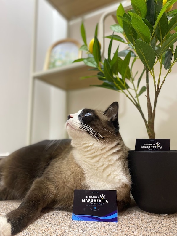 Pet-friendly