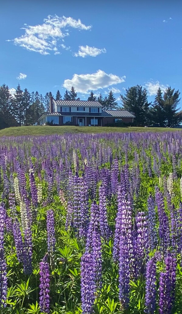 Lupine field in June