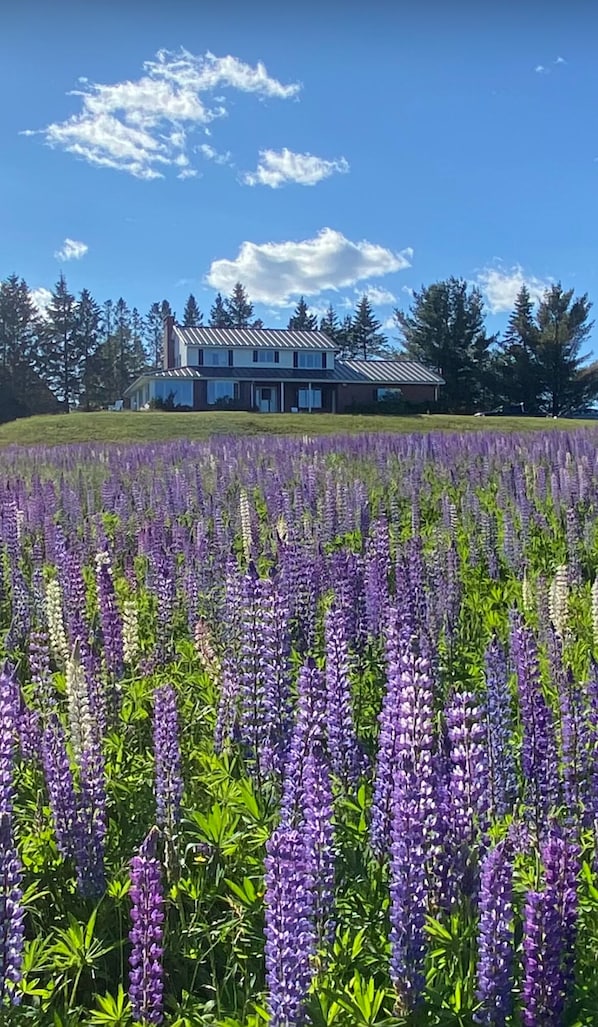 Lupine field in June