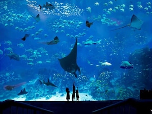 Divers