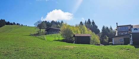 Gras, Grün, Wiese, Sommer, Einfach, Grundstueck, Ländliches Gebiet, Weide, Landschaft, Wiese