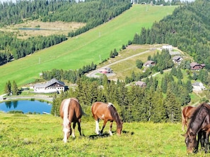Prairie, Montagnes, Paysage, PĂąturage, Zone Rurale, Plaine, Prairie, Station De Montagne, Cheval, Champ