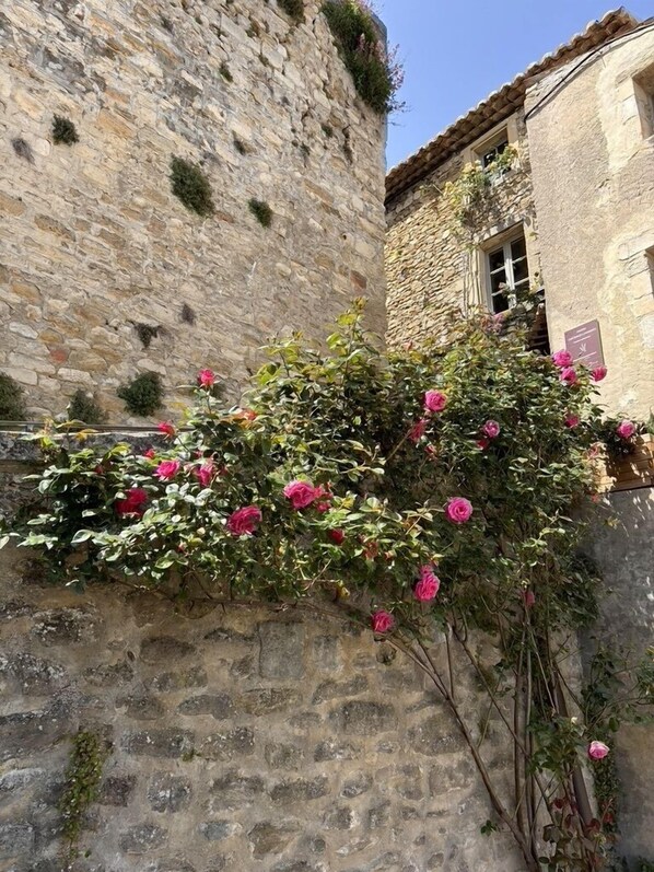 Roses of Grignan