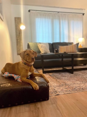 We're not just pet friendly, our pet guests are welcomed with open arms (and comfy seating)