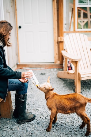 Pet-friendly