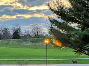 Deer and sunsets every night from the front porch! Take a pic with binoculars!