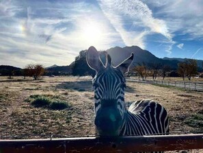 Say hello to our  zebra's and soak in stunning mountain views right from the ranch!