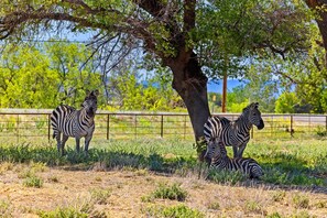 Meet Scapes and the rest of our striped crew—soaking up the shade and living their best lives! 🦓🌿