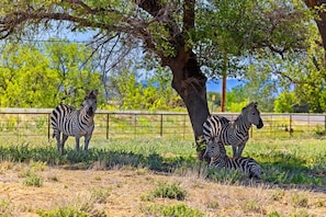 Meet Scapes and the rest of our striped crew—soaking up the shade and living their best lives! 🦓🌿