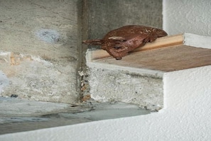 Innendetails