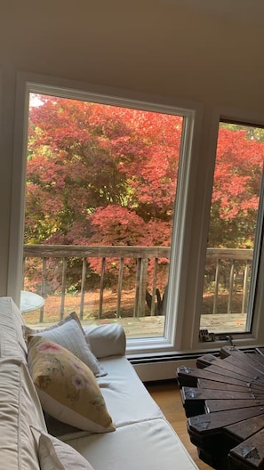 Japanese Cherry which changes colors of red, orange, deep purple