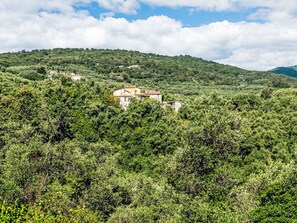 Nature, Natural Environment, Leaf, Vegetation, Natural Landscape, Hill, Ecoregion, Landscape, Plant Community, Forest