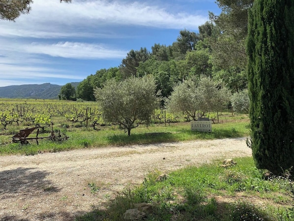 Oliviers et vignes du Domaine Faverot