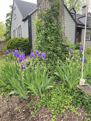 Front yard with swing.