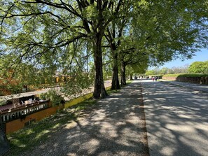 Blatt, Ast, Baum, Natur, Gelb, Vegetation, Strassenbelag, Strasse, Landschaft, Öffentlicher Raum