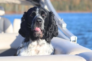 Your pups will be happy you brought them along on the boat :)
