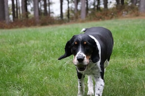 Bunch of yard space to throw the ball for your pup too!
