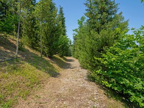 Green, Leaf, Tree, Natural Environment, Vegetation, Shrub, Trail, Plant Community, Forest