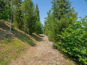 Green, Leaf, Tree, Natural Environment, Vegetation, Shrub, Trail, Plant Community, Forest