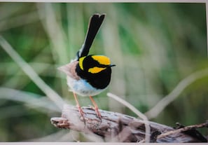 Golden Wren!!