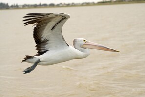 A regular highlight at Leeside is the pelican life right outside.