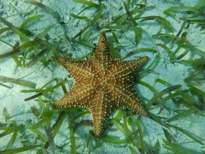 Divers