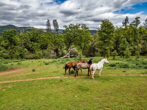 Two beautiful horses and a mule call our farm home.