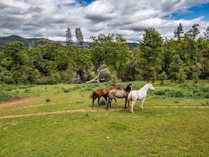 Two beautiful horses and a mule call our farm home.