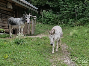 Ferienwohnung Alpen-Winkel