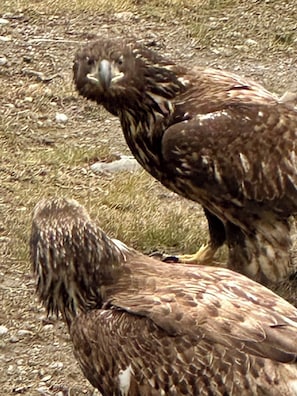 baby bald eagles
