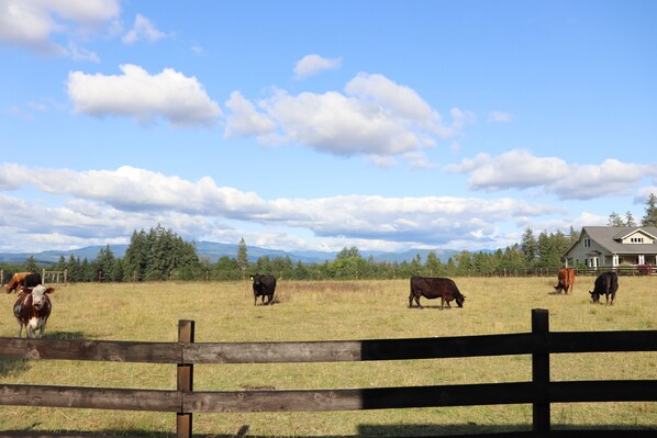 Cows grazing outside the Bunk House