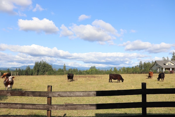 Cows grazing outside the Bunk House