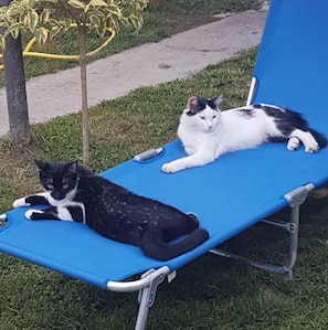Pet-friendly
