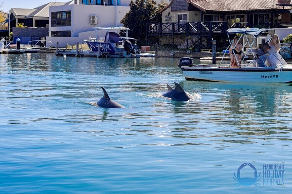 Dolphins a plenty