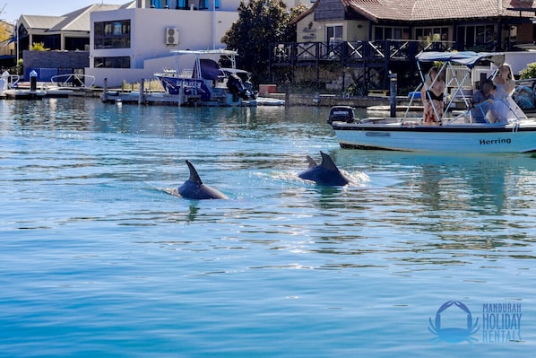 Dolphins a plenty