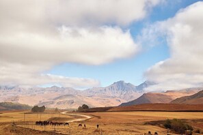 Luxury Farm Cottage in the Berg (709)