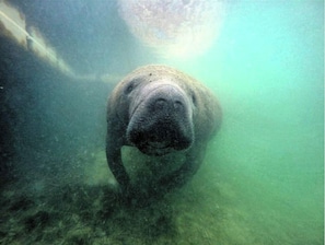 Manatees are frequent visitors to our dock