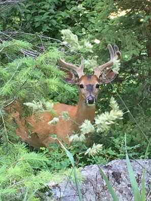Deer, turkey, Canada lynx, Sandhill cranes, eagles, chipmunks, gophers visit.