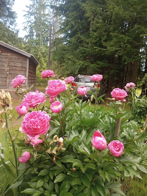 Peony show in May & June