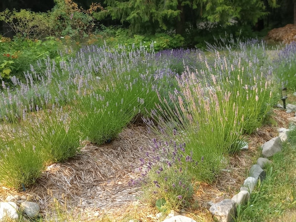 Culinary and Ornamental Lavender Field out back.