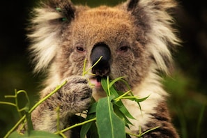 Koalas Galore