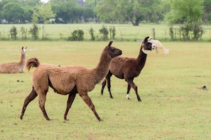 Meet the charming Noah's Ark-inspired animals—perfect for all animal lovers!