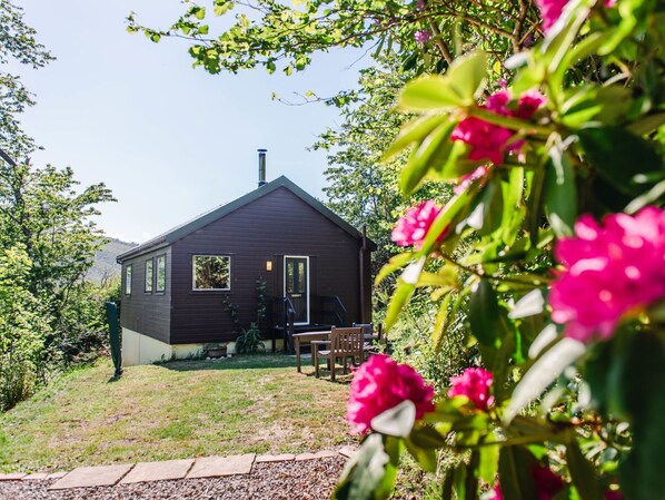 Gras, Strauch, Haus, Hütte, Zuhause, Ländliches Gebiet, Grundstueck, Ground, Garten, Gartenbauten