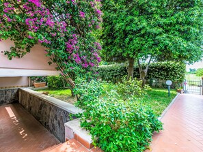 Arbuste, Rose, Printemps, Jardin, Haie, Arrière-Cour, Bougainvillea