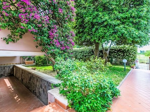 Shrub, Pink, Spring, Garden, Hedge, Backyard, Bougainvillea