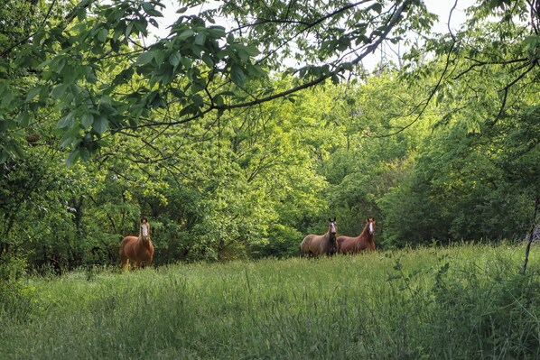 Fields of horses