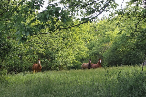Fields of horses