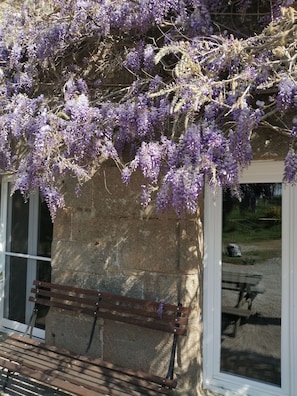 wisteria
